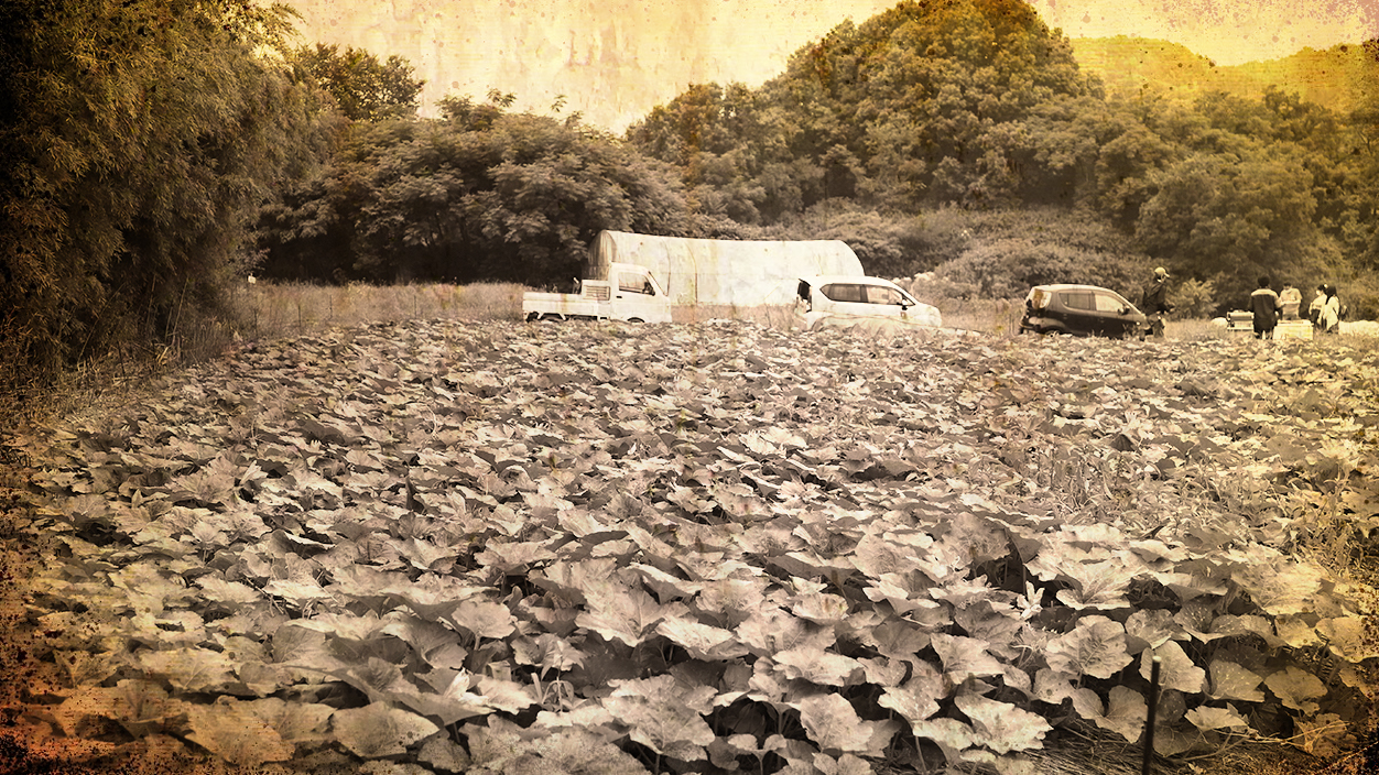 古い写真の黒皮かぼちゃ畑